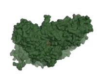 <p>Our lactase enzyme (also called β-D-galactosidase) can break down lactose (the “D” in FODMAPs).</p>