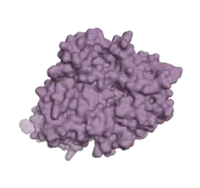 <p>Our alpha-galactosidase enzyme can effectively break down the galacto-oligosaccharides (GOS) or galactans (“O” in FODMAPs).</p>