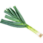 <p>Leek</p>