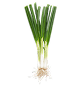 <p>Scallions</p>